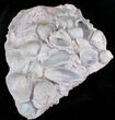 Opal Replaced Fossil Clams, Gastropods & Crinoid - Australia #22838-1